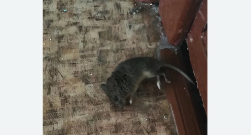 Дезинфекция от мышей в Зябликово города Москвы